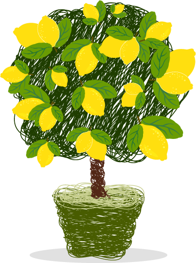 Meyve vermiş limon ağacı